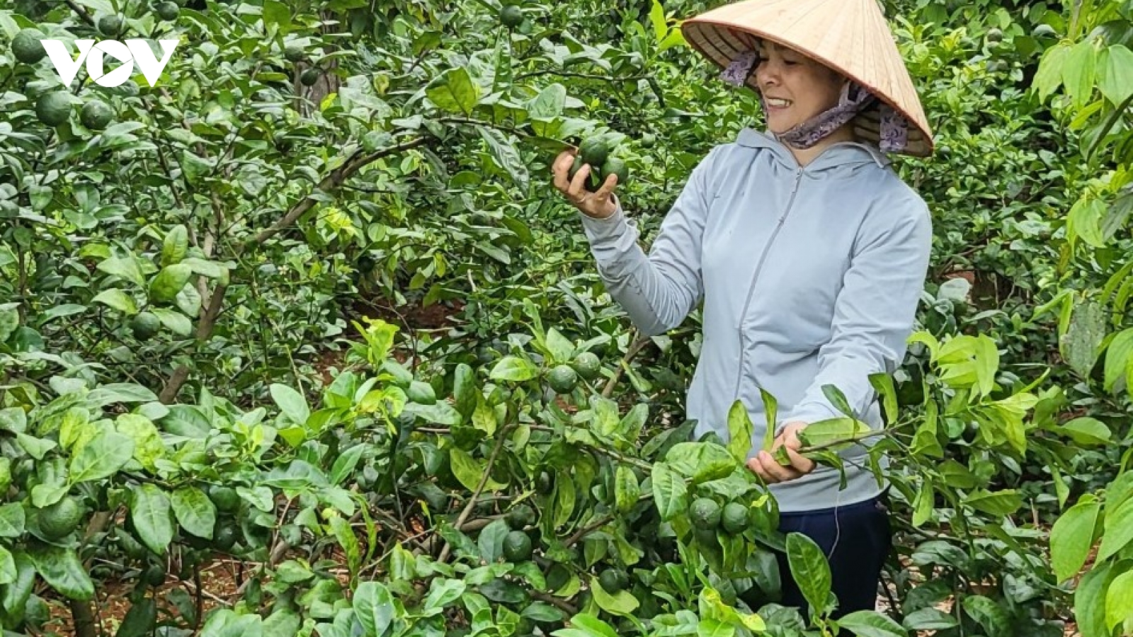 Tín dụng chính sách, đòn bẩy giúp bà con dân tộc thiểu số Tây Nguyên thoát nghèo